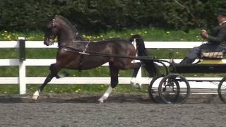 Open Hackney horse class at Patchetts 2010 [upl. by Adnirb]