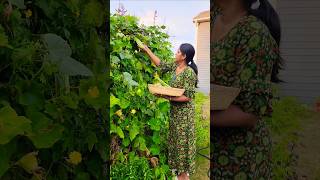 ✨️நம்ம ஒரு plan பண்ணா அதுவா ஒன்னு நடக்குதுங்க😂  Harvest in my Garden usa gardening vlog short [upl. by Amihc]