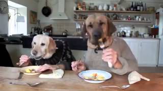 TWO DOGS DINING YouTube [upl. by Foote331]