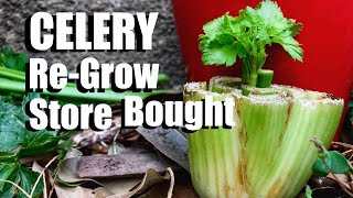 How to Grow Celery the Easy Way From Organic Store Bought Celery Inside or Outside [upl. by Ittocs]