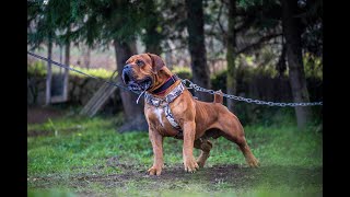 South African Boerboel Guard Dog [upl. by Medea251]