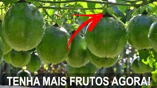 3° PODA DO MARACUJÁ  TENHA MAIS FRUTOS COM ESSA DICA [upl. by Leinehtan990]