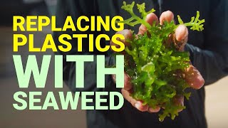 Using Seaweed to Replace Plastic [upl. by Merell261]