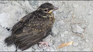 Robin Baby Bird Falls from Nest  Parents Try to Protect Baby Bird [upl. by Atinniuq37]