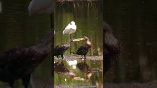 Great cormorant Aalscholver Phalacrocorax carbo wildlife birds nature [upl. by Marshall]