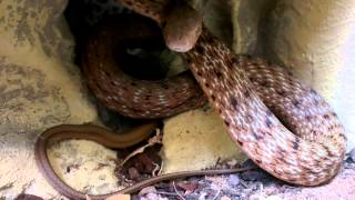 Defensive King Rat Snake Elaphe carinata striking and tailrattling [upl. by Eugnimod]