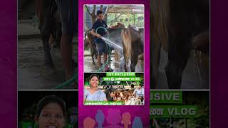 Ugra Farms Daily Routine Cow Farming  Yamuna Dinesh 1st Exclusive UgraFarms மாட்டு பண்ணை Vlog [upl. by Revkah]