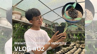 Repotting my prized possession  Welwitschia mirabilis  The Crowned Hardinero [upl. by Tnayrb]