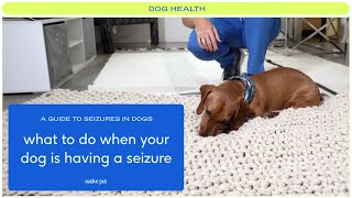 A Guide to Seizures in Dogs From Dog Seizure Causes to What to Do When Your Dog Is Having a Seizure [upl. by Nojad]