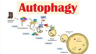 Autophagy  Macroautophagy amp Importance in Health [upl. by Anana]