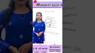 Monocot seed diagram 🌺 monocot embryo shorts shortsfeed viral neet monocot monocotseed yt [upl. by Balas]