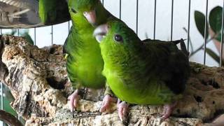 Lineolated Parakeets Henry takes care for his blind friend Christo [upl. by Nomelc]