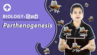 Parthenogenesis  पार्थेनोजेनेसिस  Biology [upl. by Lahcim]