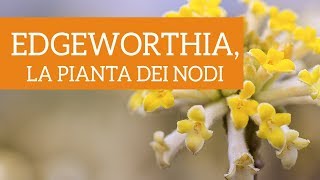 Edgeworthia chrysantha la curiosa pianta dei nodi [upl. by Yhtimit]