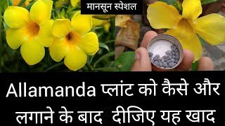 Allamanda Plant care in hindi  Monsoon flowering plant [upl. by Persas]