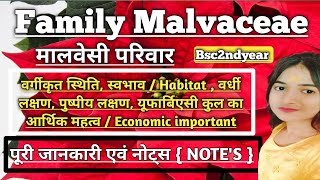 Family Malvaceae  कपास कुल  मालवेसी परिवार  Bsc2ndyear Notes  Economics important  In Hindi [upl. by Ester292]