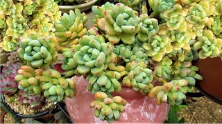 HOW TO Grow SEDUM CLAVATUM Propagate Potup amp Water  GSwLizK [upl. by Akima106]