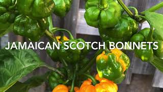 How to Prune your Scotch Bonnet peppers for bigger yield Scotchie Babies [upl. by Bowers]