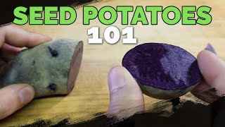 Seed Potatoes 101 How To Prepare Potatoes For Planting [upl. by Lanti]