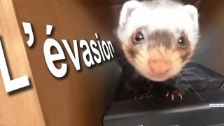 LÉVASION  PAROLE DE FURET [upl. by Nomyar130]