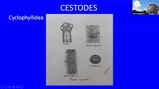 Cestodes Part 2 LAB [upl. by Sido257]