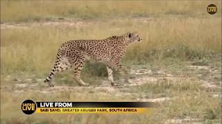 Cheetah Hunt amp Kill on SafariLive 5212018 [upl. by Magel]