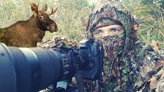 WILDLIFE PHOTOGRAPHY  Searching the Elks  LOODUSFOTOGRAAFIA  Otsides põtru [upl. by Zindman54]