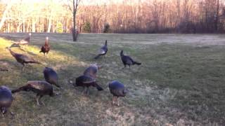 feeding wild turkey [upl. by Llennaj558]