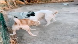 Kangal vs Alabai fight over dominance [upl. by Sices]