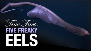 True Facts Five Freaky Eels [upl. by Papotto350]