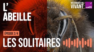 Qui sont les abeilles sauvages  24  Mécaniques du vivant saison 4  labeille [upl. by Einahpets]