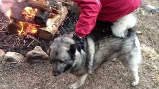 Shadows Weekend Getaway  The best time of year for our Norwegian Elkhound [upl. by Ochs823]