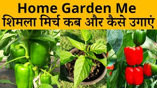 घर पर गमले में शिमला मिर्च कब और कैसे उगाएं और देखभाल कैसे करें  Shimla Mirch Plant Care In Hindi [upl. by Kele]