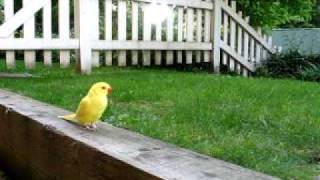 my indian ringneck walking outside  11 weeks old [upl. by Aihsekel275]