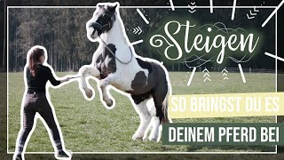 So bringst du deinem Pferd das STEIGEN bei  AampG HorseDiary [upl. by Repsaj344]