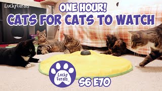 Cats For Cats To Watch  ONE HOUR  Cat Videos  Cats Playing  Entertainment For Cats  S6 E70 [upl. by Greenleaf263]