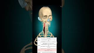 Longus colli muscle anatomy muscleanatomy [upl. by Bathelda]