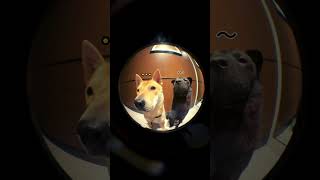 Dogs Ringing the Doorbell MustSee Cute Moment doglover dog [upl. by Adnicaj]