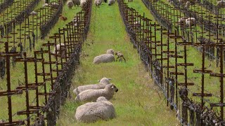 Relax with Sheep at Shafer Vineyards in Napa Valley  6 hours 4K [upl. by Rosse873]