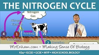 Cycles Within Ecosystems  Nitrogen Cycle  GCSE Biology 91 [upl. by Harpole]