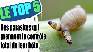 Le top 5 des parasites qui prennent le contrôle de l’esprit de leur hôte [upl. by Armahs]