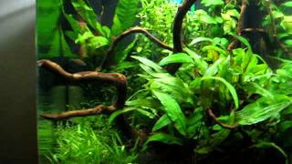 Nano 30L RASBORA GALAXY [upl. by Byrann]