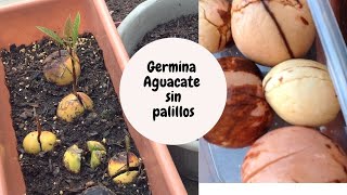 Como germinar tu aguacate sin palillos proceso completo [upl. by Pohsib]