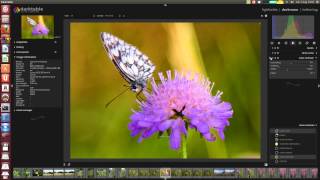 Darktable RAW edit butterfly [upl. by Emie921]