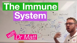 The Immune System Overview [upl. by Vizzone]