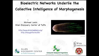 Bioelectric networks underlie the collective intelligence of morphogenesis [upl. by Hamann281]