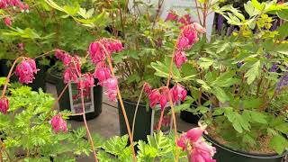 Dicentra Varieties Bleeding HeartsPopular🧡🧡Long Blooming Perennials for Shady Sites [upl. by Arahk]