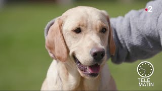 Faune  Trente ans des chiens guides de Paris [upl. by Deaner235]