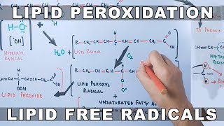 Mechanism of Lipid Peroxidation [upl. by Dylana]