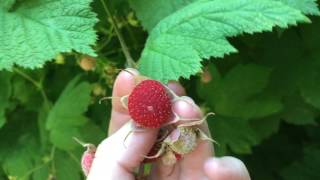 Thimbleberries  a native SHADELOVING raspberry [upl. by Wernda252]